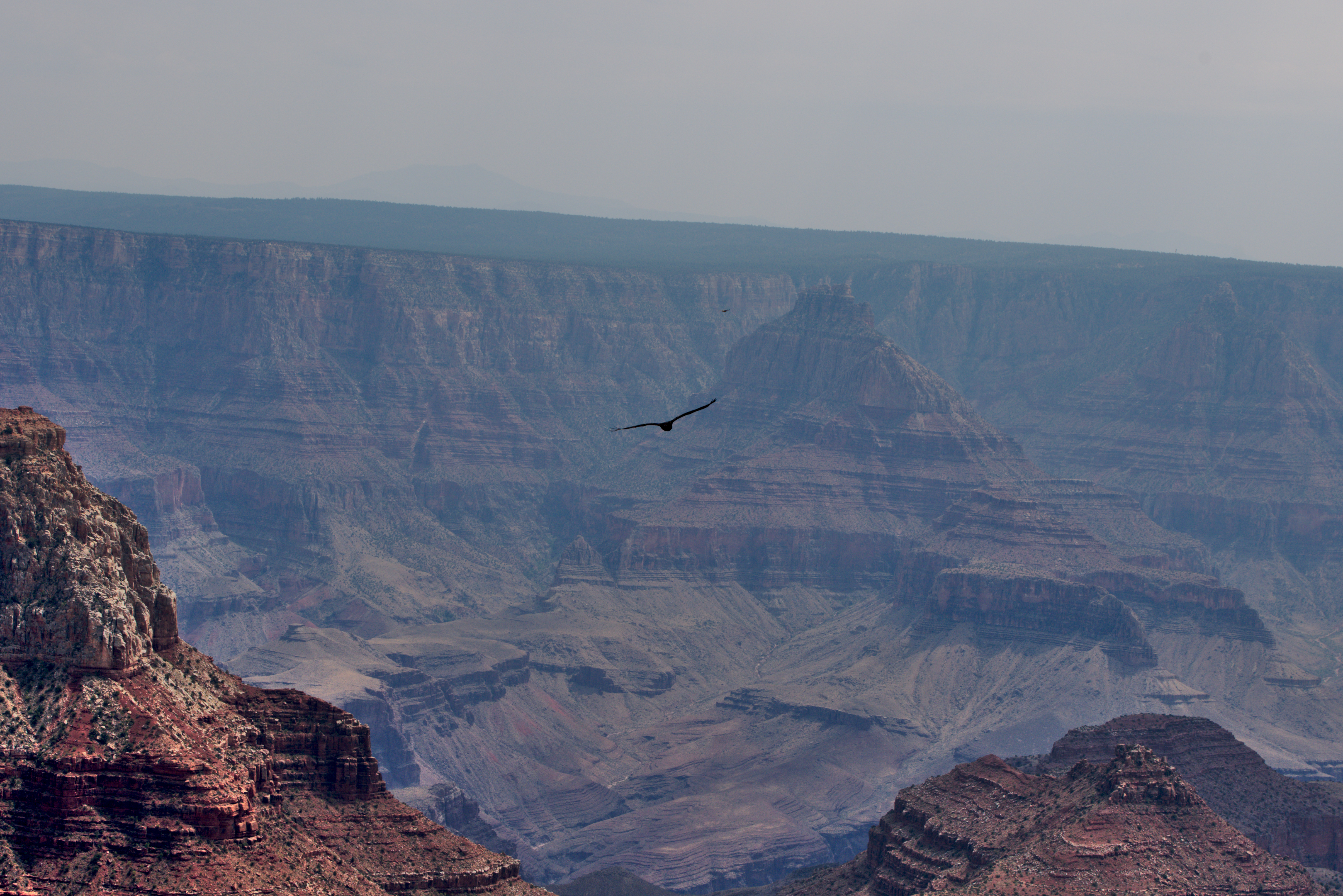 Red Hawk flying over the grand canyon