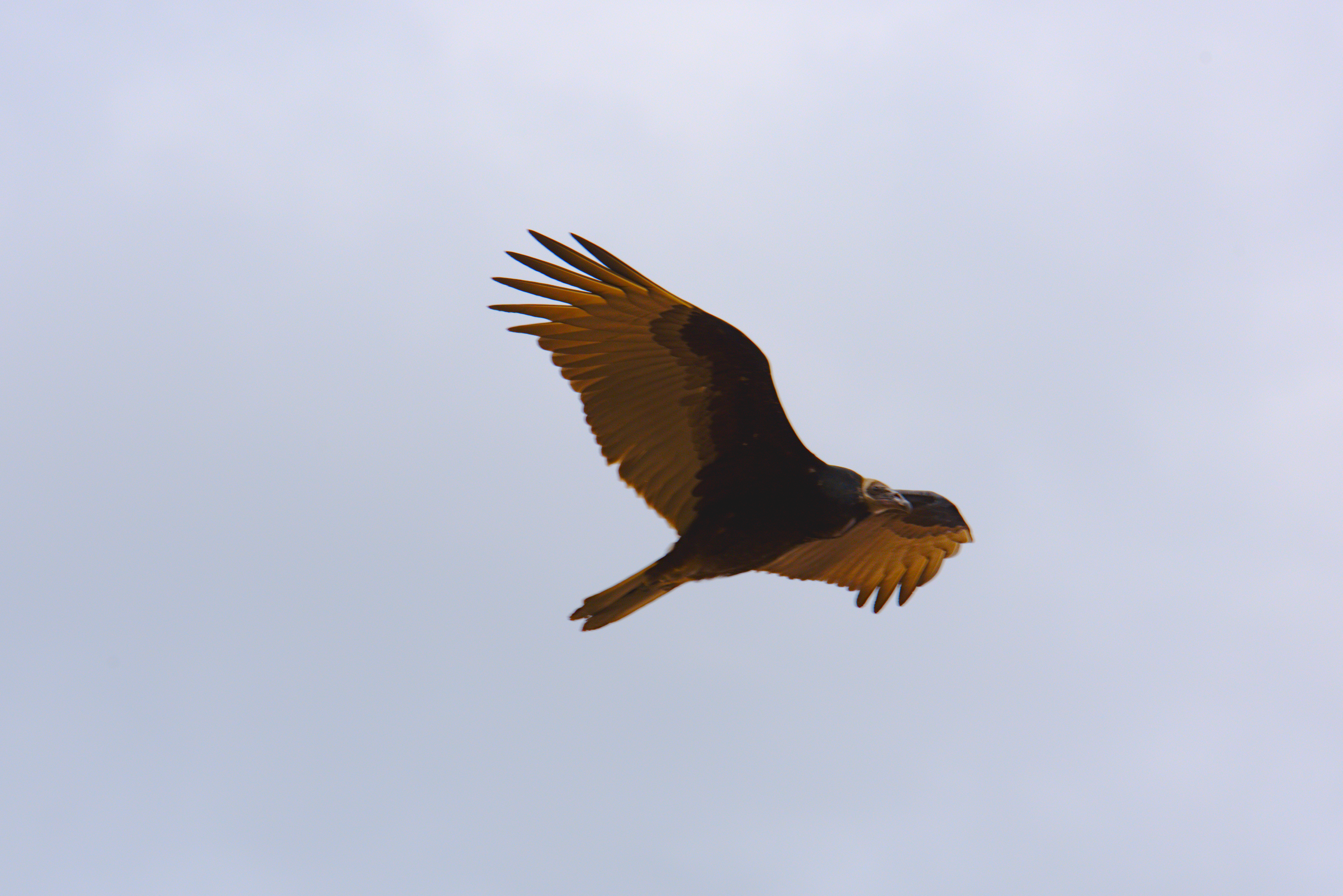 Captured with Tamron 70-200mm lens a red hawk flying over the north rim of the Grand Canyon