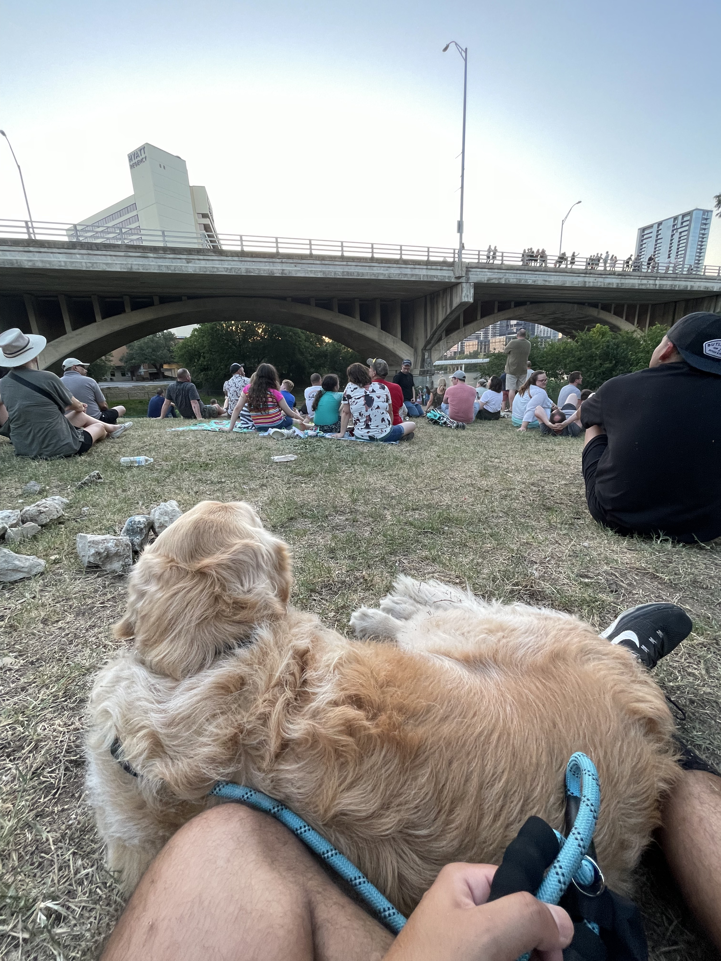 Congress bridge bats come out every evening. Was impressed that so many live under there it really is quite the show! 