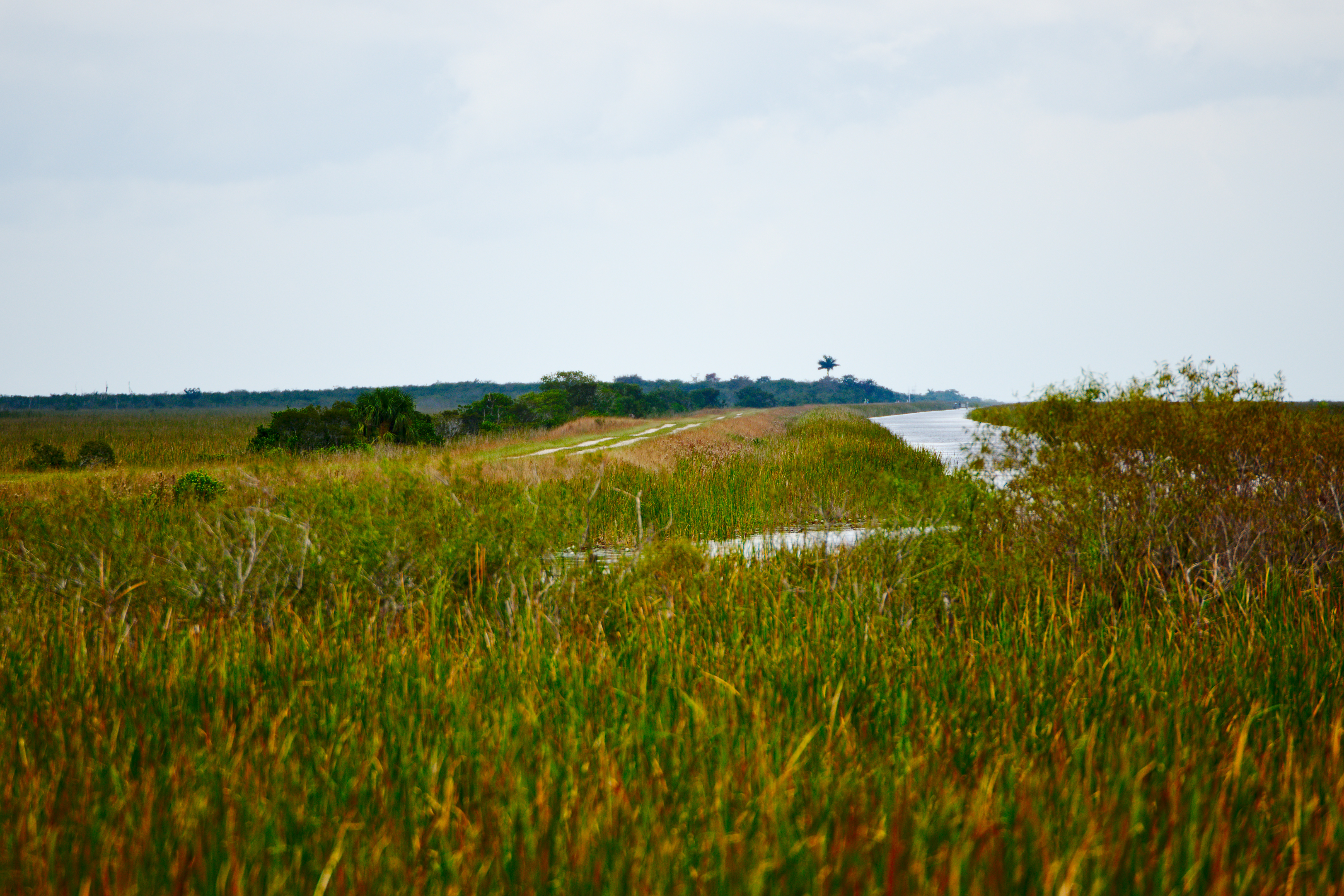 Everglades Scenery