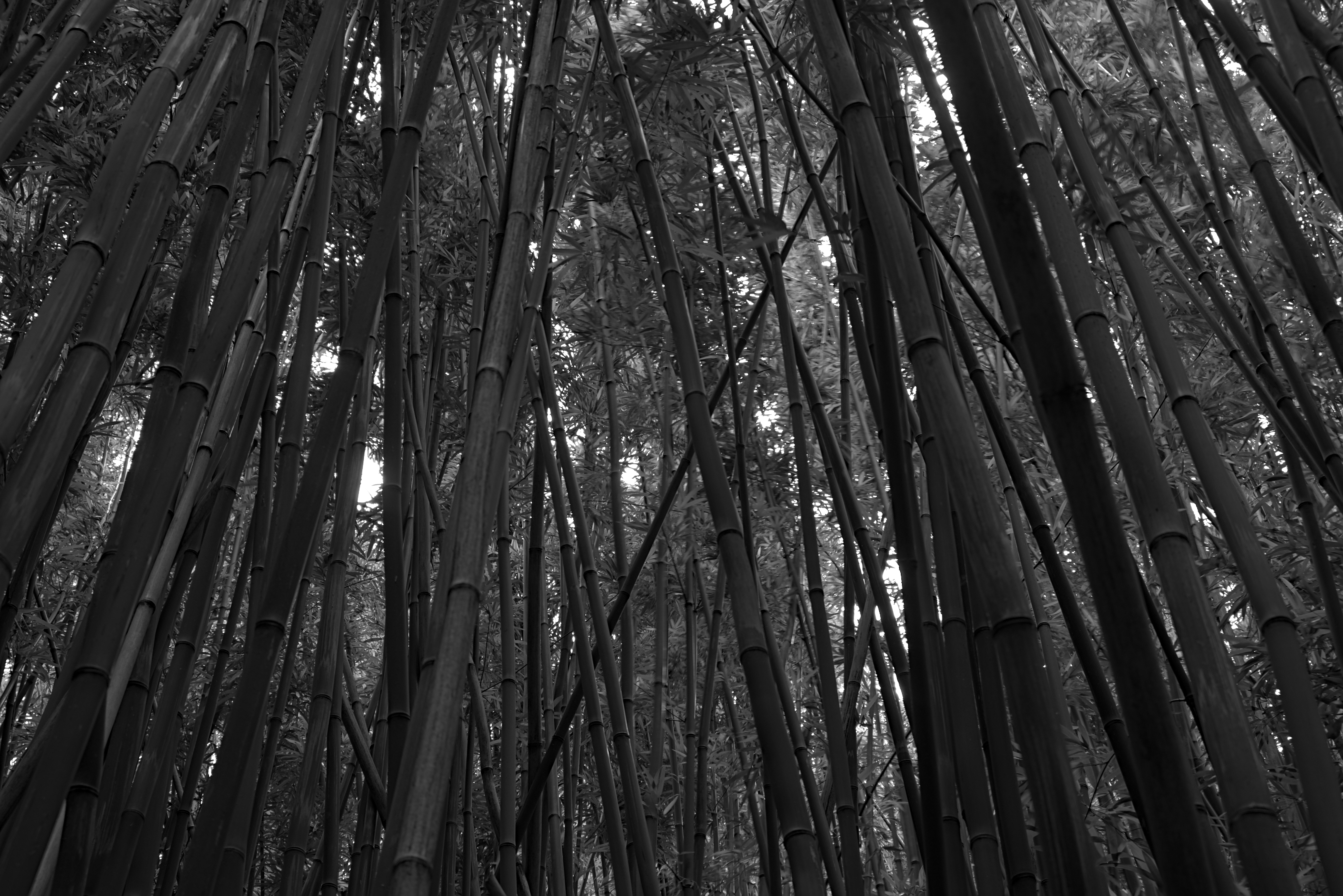 Black & White shot of the Bamboo Forest in Maui 