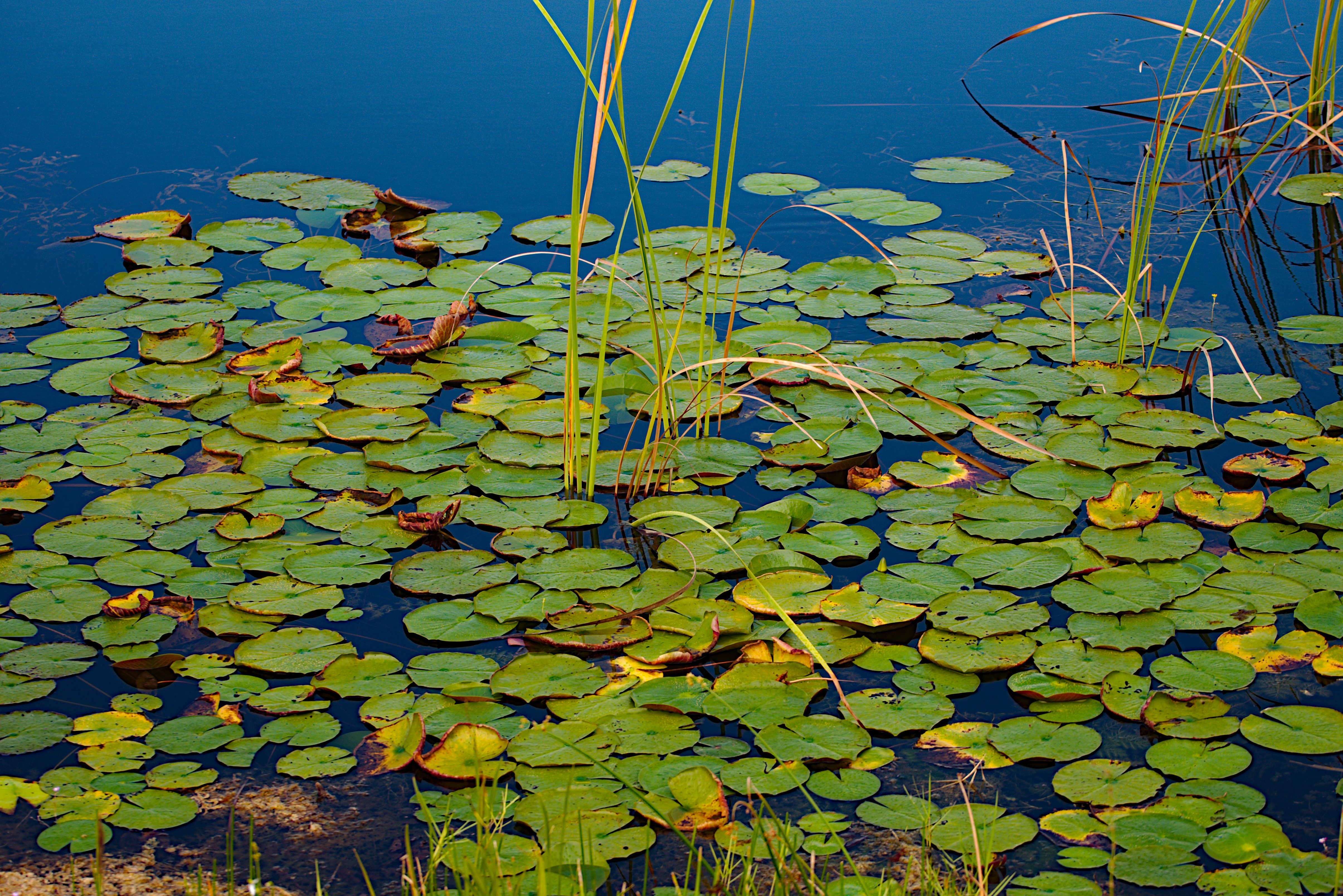 Everglades Lilypads