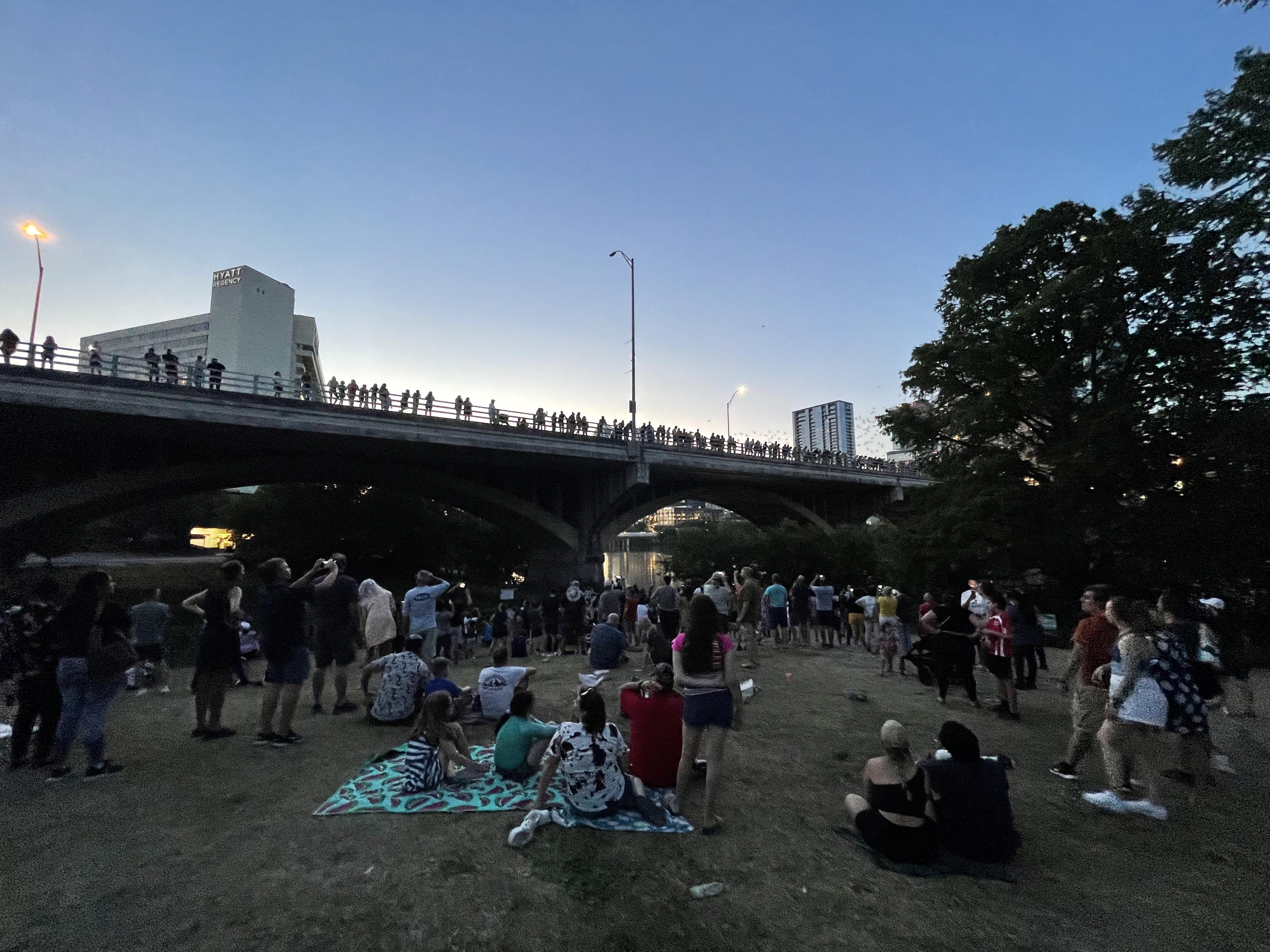 Congress bridge bat viewing