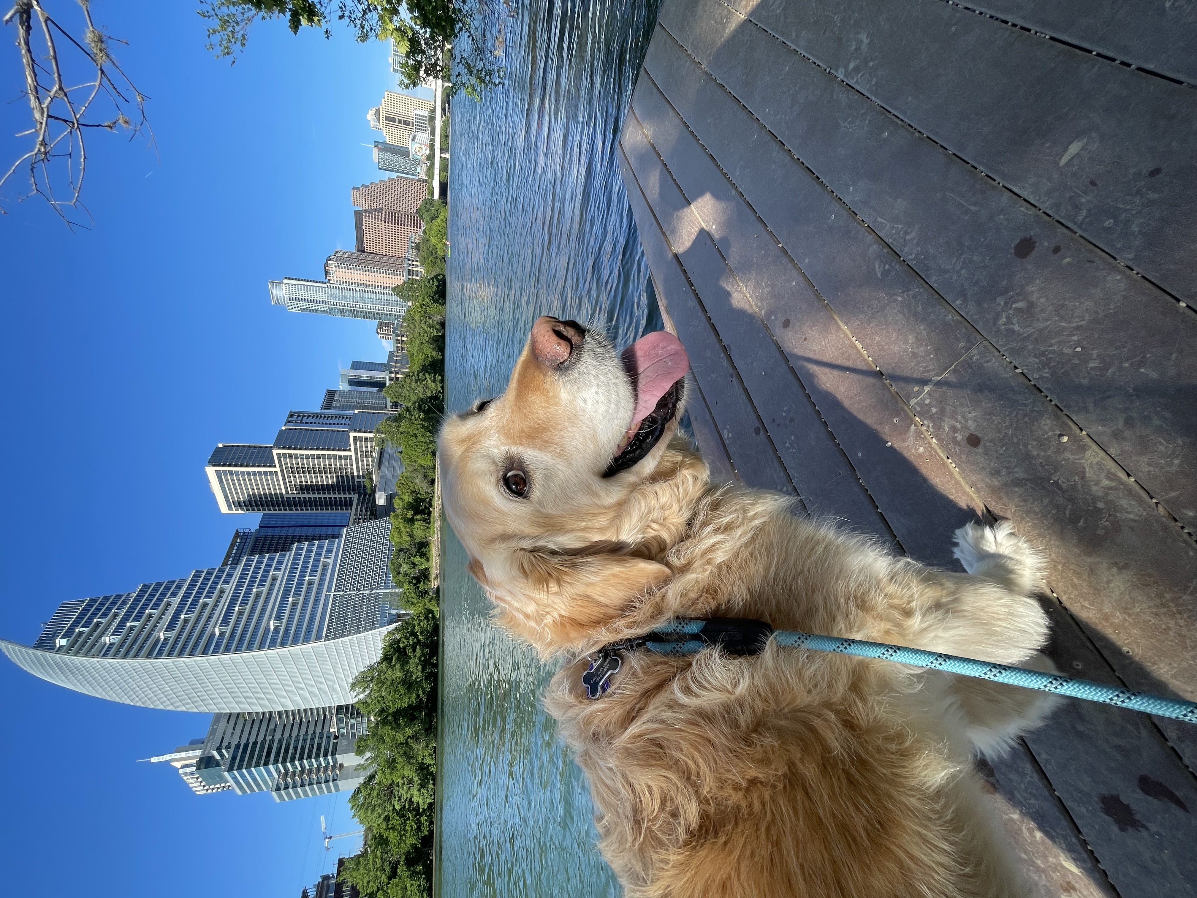 Jax taking in the beautiful Austin views 