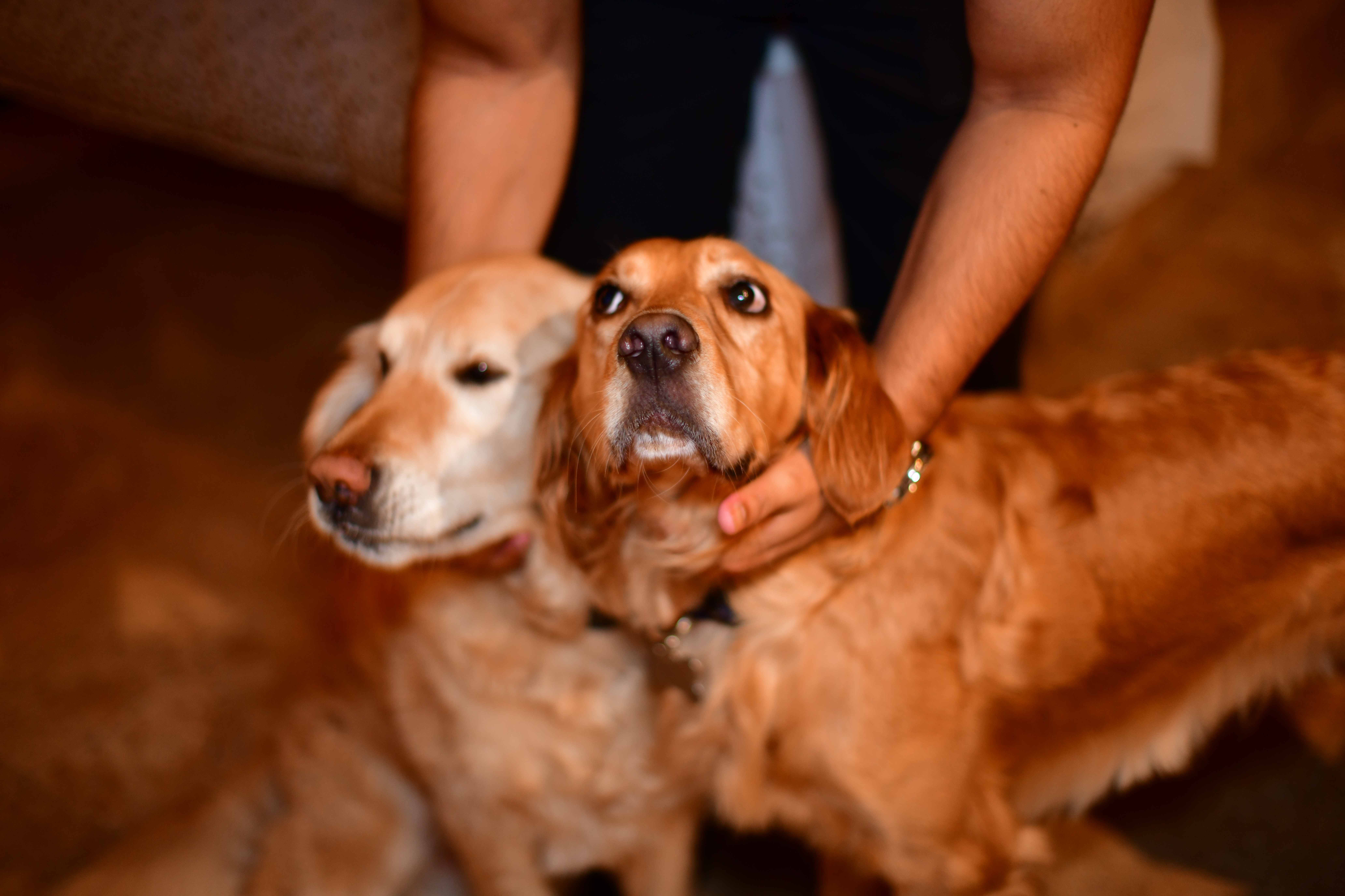 Beau and Jax Hanging Out 