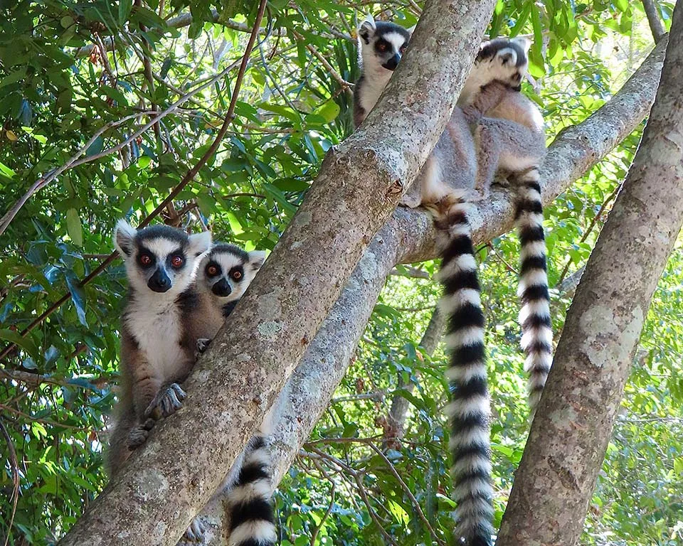 Bild lemur 2