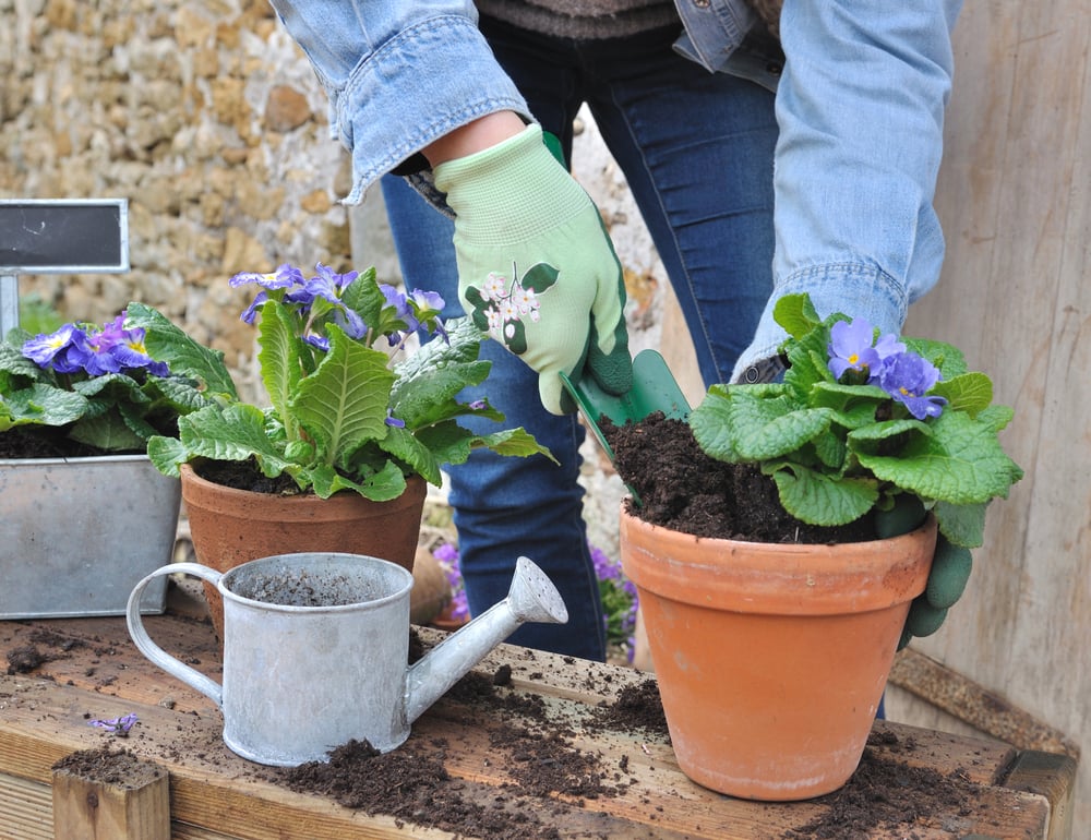 Migliore terriccio per orchidee: Guida alla scelta con classifica