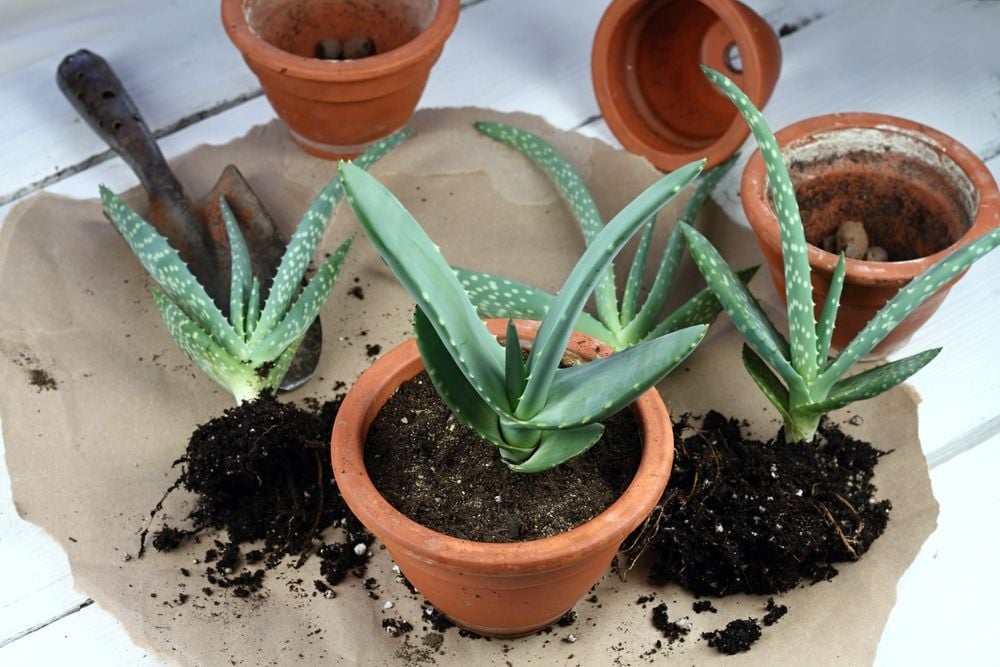 Aloe vera: Richtig pflegen und Heilkrfte nutzen