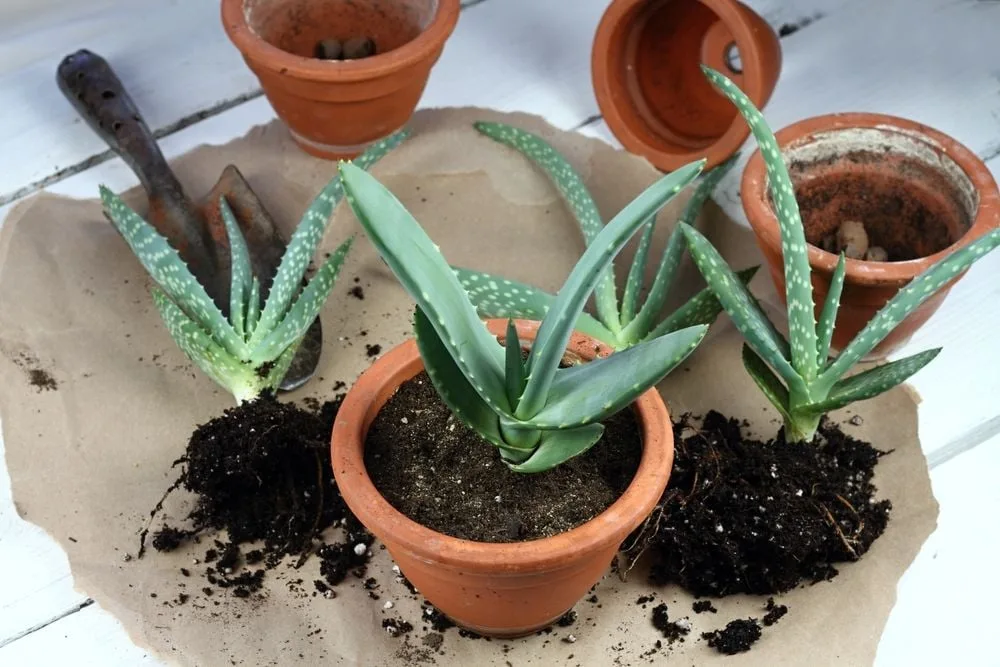 Aloe vera: Richtig pflegen und Heilkrfte nutzen