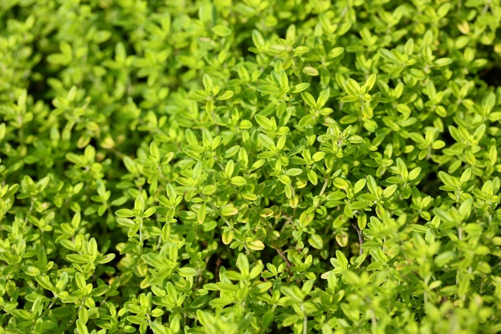 Repellenti Naturali per Topi: Sfrutatre il Profumo di Lavanda e Menta  Piperita