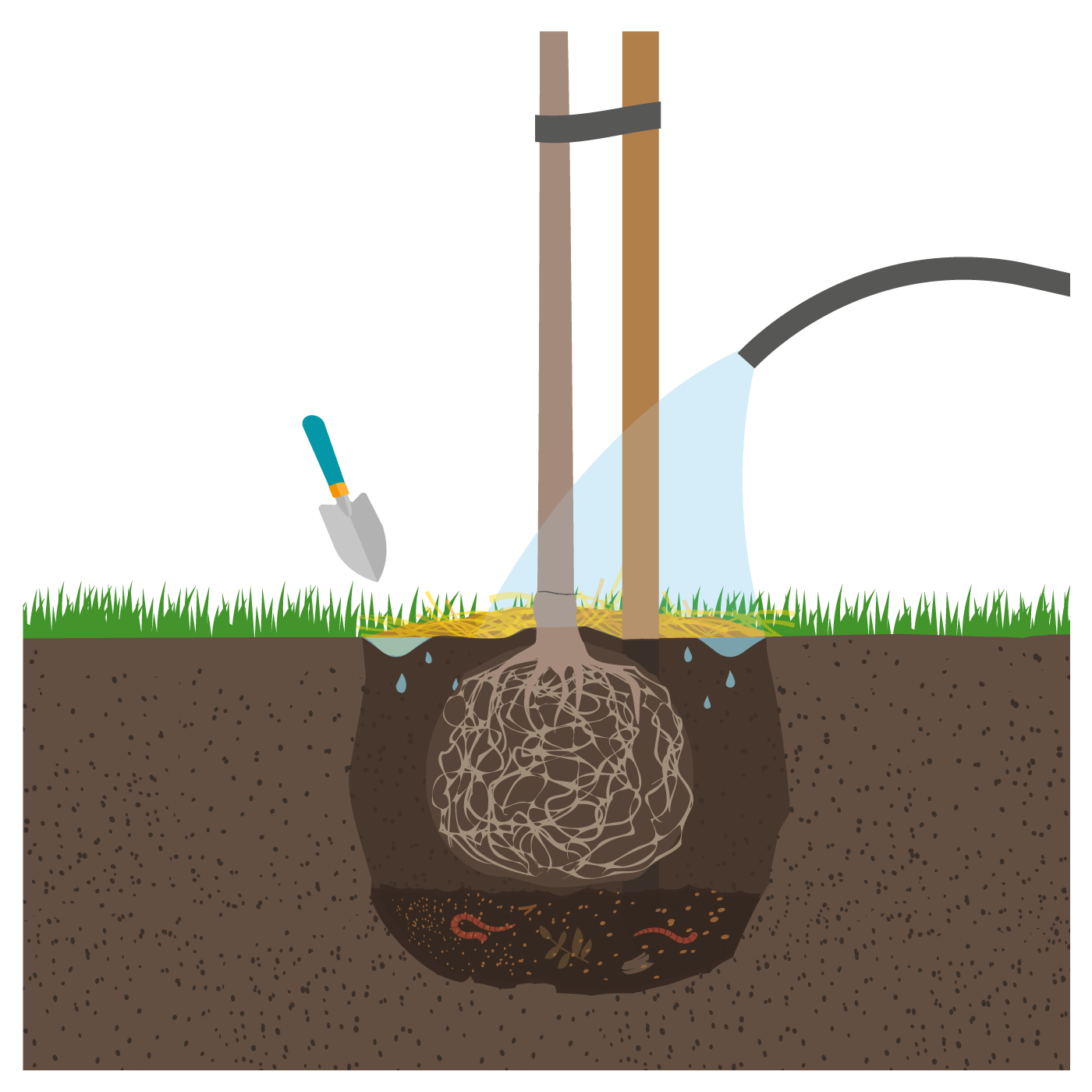 Comment planter un arbre fruitier