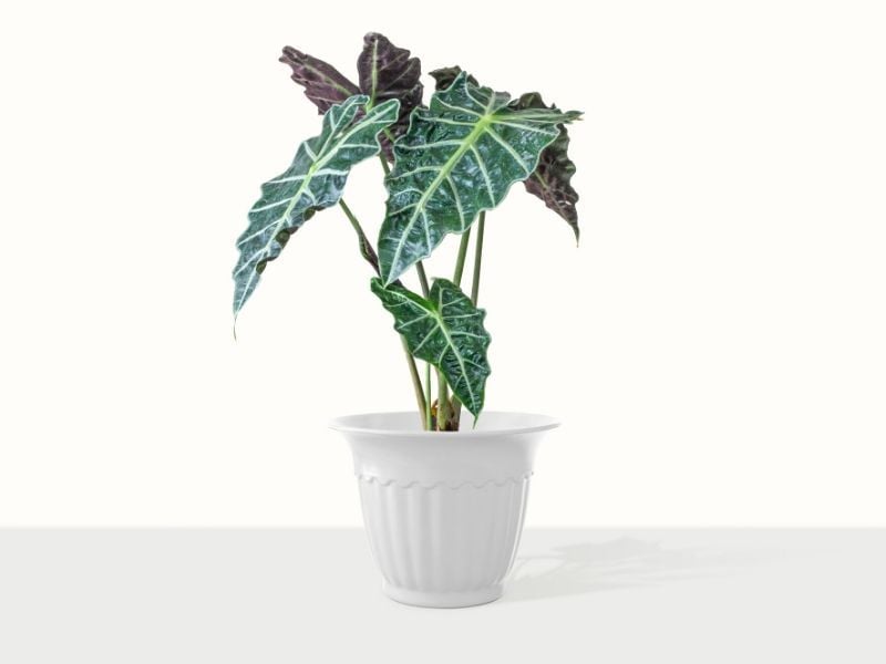Alocasia Polly - Pianta Vera In Vaso 18cm | Foglie Decorative Da Interno