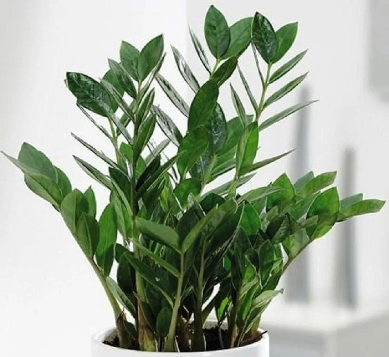 erdeulen zimmerpflanzen Premium Zimmerpflanzen Erde 10l – Foliage Dreams main image 0
