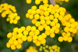 senecio articulatus variegata Senecio Articulatus Variegata – Tropical Corner