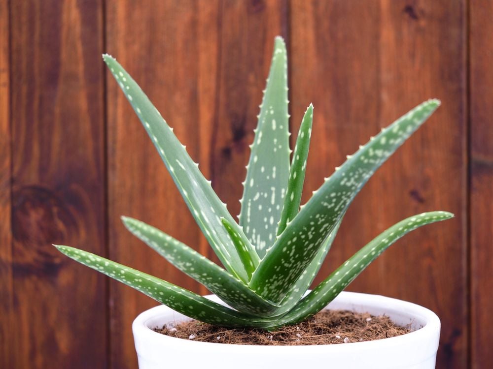Aloe vera: Richtig pflegen und Heilkrfte nutzen