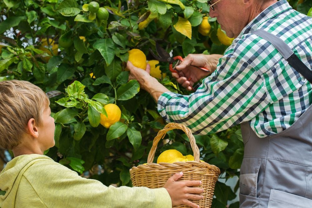 Quale pianta di limoni comprare: le varietà