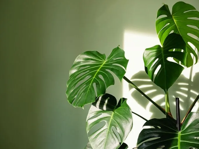 monstera moss Monstera Deliciosa in Moss Pole 2.5 meters – Plant Studio LLC main image 0