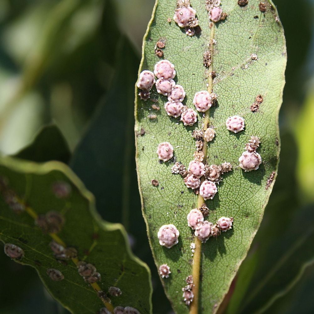 Scale and/or Scab on Decorative Garden and/or Indoor Plants: How to Recognize and Treat It Effectively