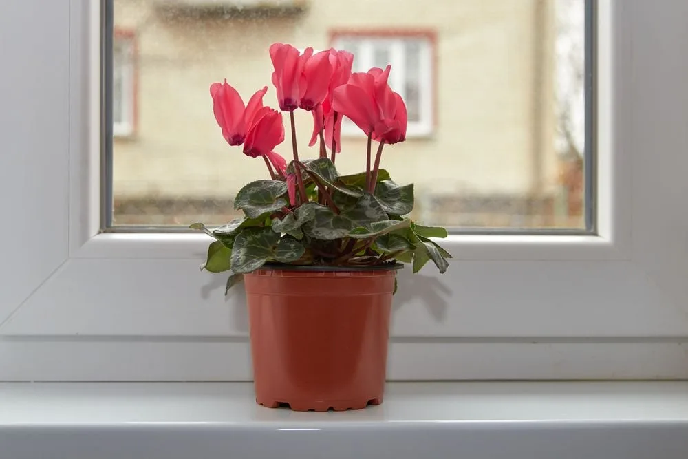 Die 5 schnsten winterblhenden Zimmerpflanzen