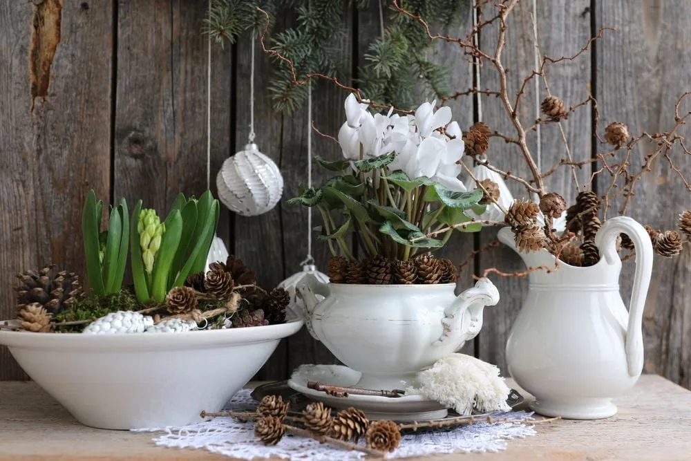 Die 5 schnsten winterblhenden Zimmerpflanzen