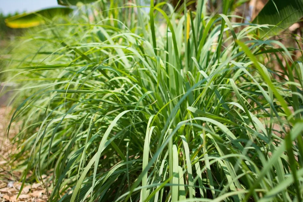 strelitzia 180 cm Strelitzia Artificial Plant 180 cm – Tropical & Maintenance-Free