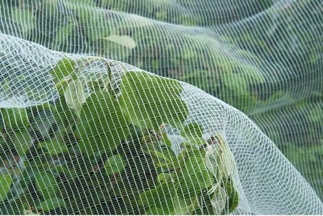 Gartennetz Gegen Insekten & Vögel – Feines Mesh Für Beete, Schützt Pflanzen Vor Schädlingen, Selbsttragend