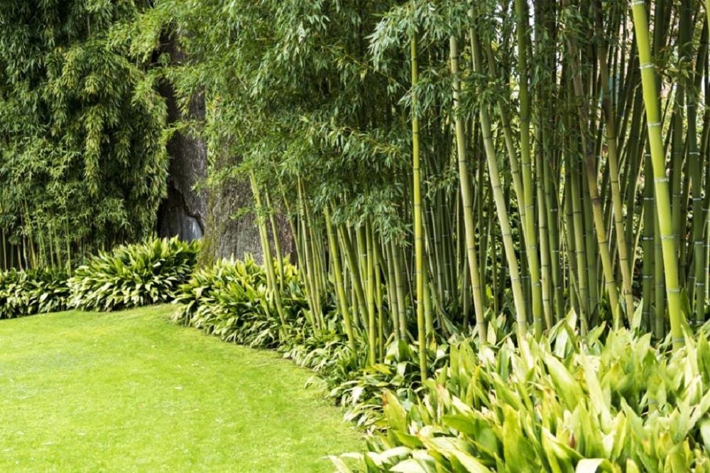 Plantar Bambu En Jardin