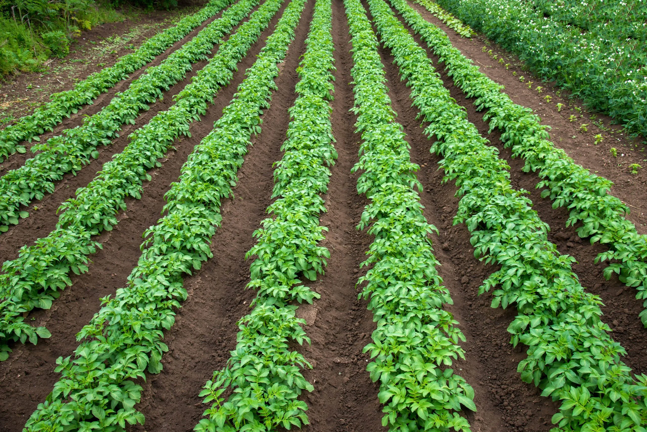 Comment planter les pommes de terre