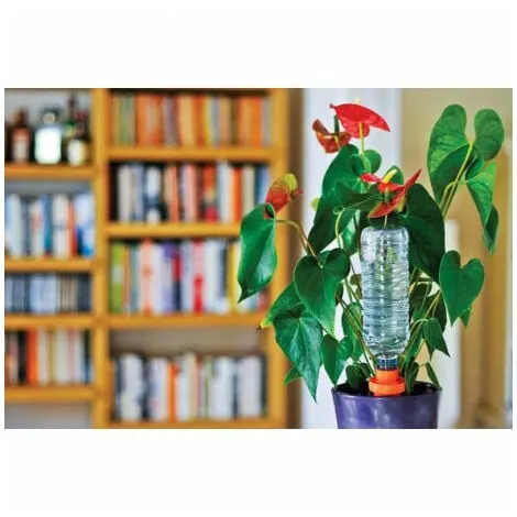 zimmerpflanze maranta Tipps zur Pflege deiner Pflanze : Maranta leuconeura Fascinator –  PflanzenFuerAlle main image 1