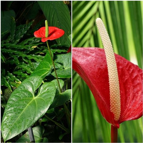 about aglaonema plant Aglaonema 'Snowflake'