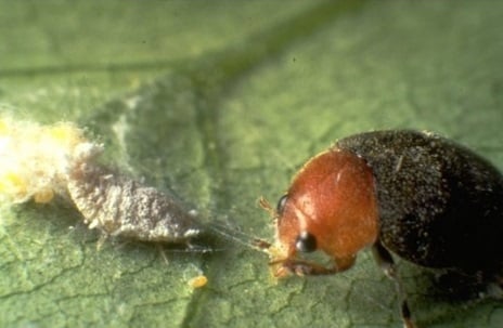 Come trattare la cocciniglia