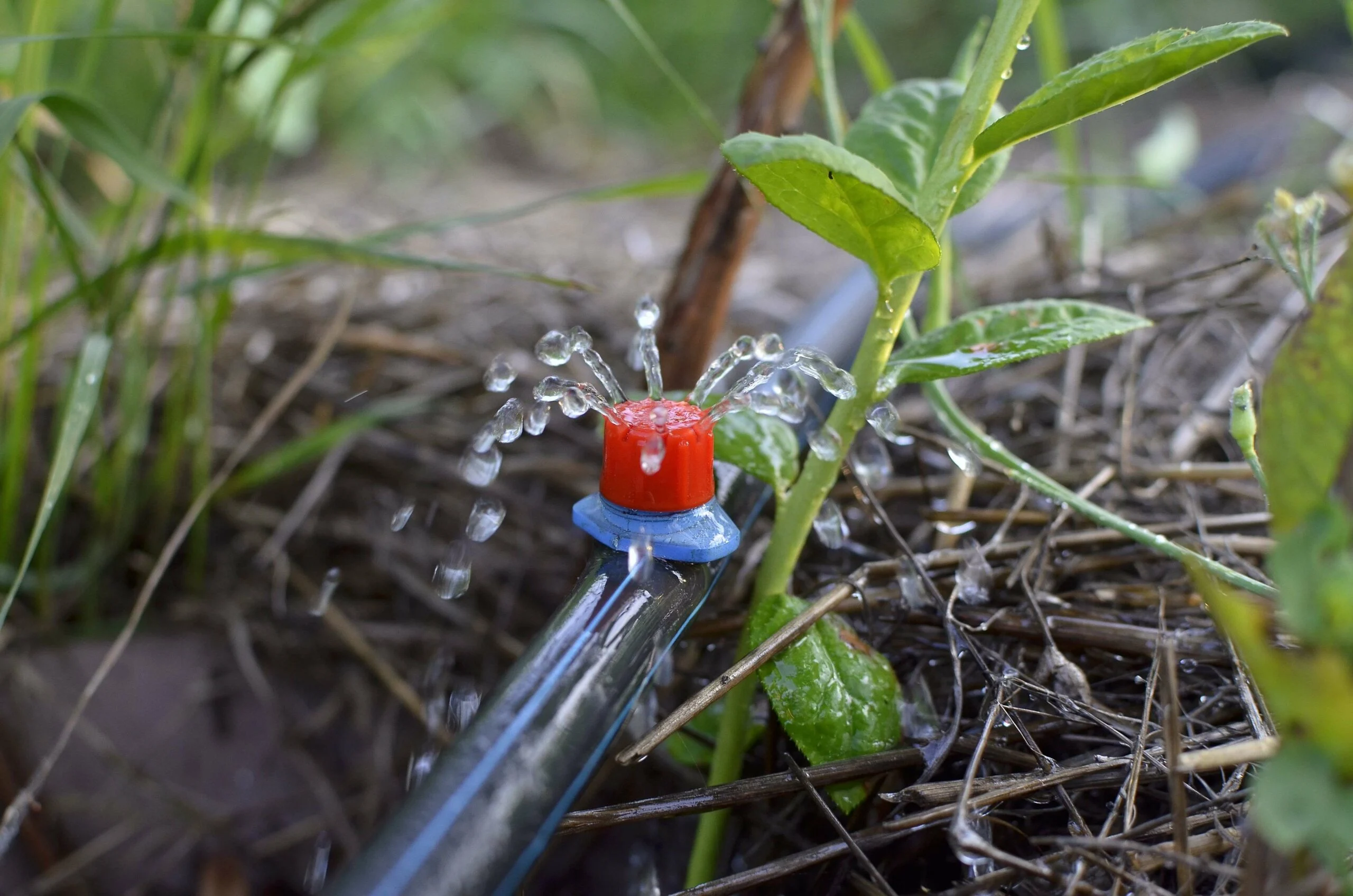Comment arroser ses plantes pendant les vacances ?