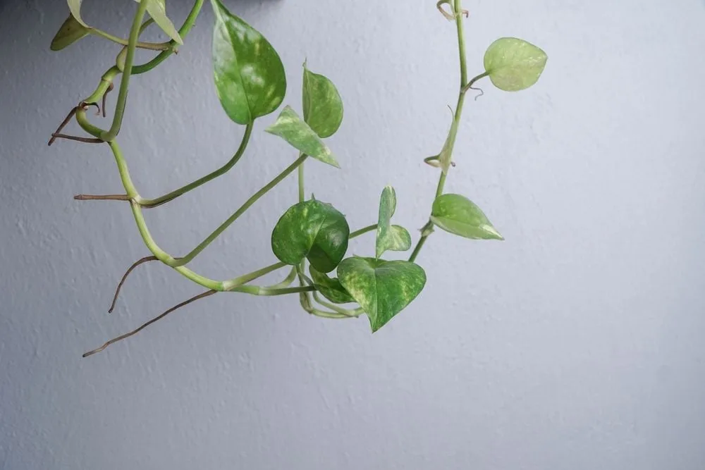 geigenfeige pflege Große Geigenfeige kaufen – Green Me Up