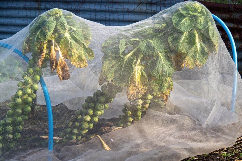 ab wann zimmerpflanzen düngen Zimmerpflanzen Dünger, Monstera Dünger, 6 Monate Depotwirkung – PlantMe main image 1