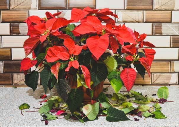 Weihnachtsstern pflegen: So geht's