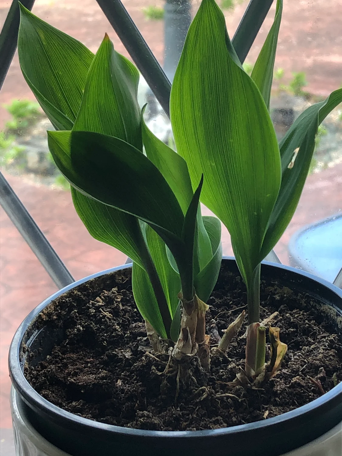 Muguet de mai : tout savoir