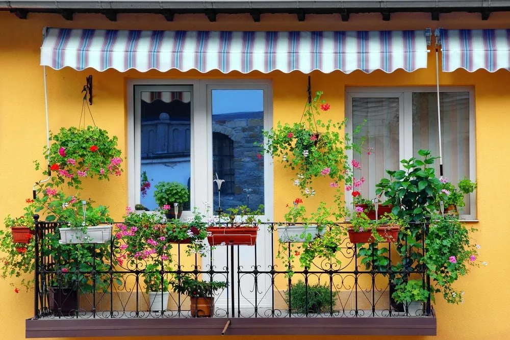 How to grow perennials on a balcony or patio