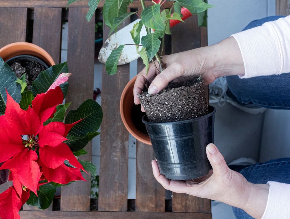 Weihnachtsstern pflegen: So geht's