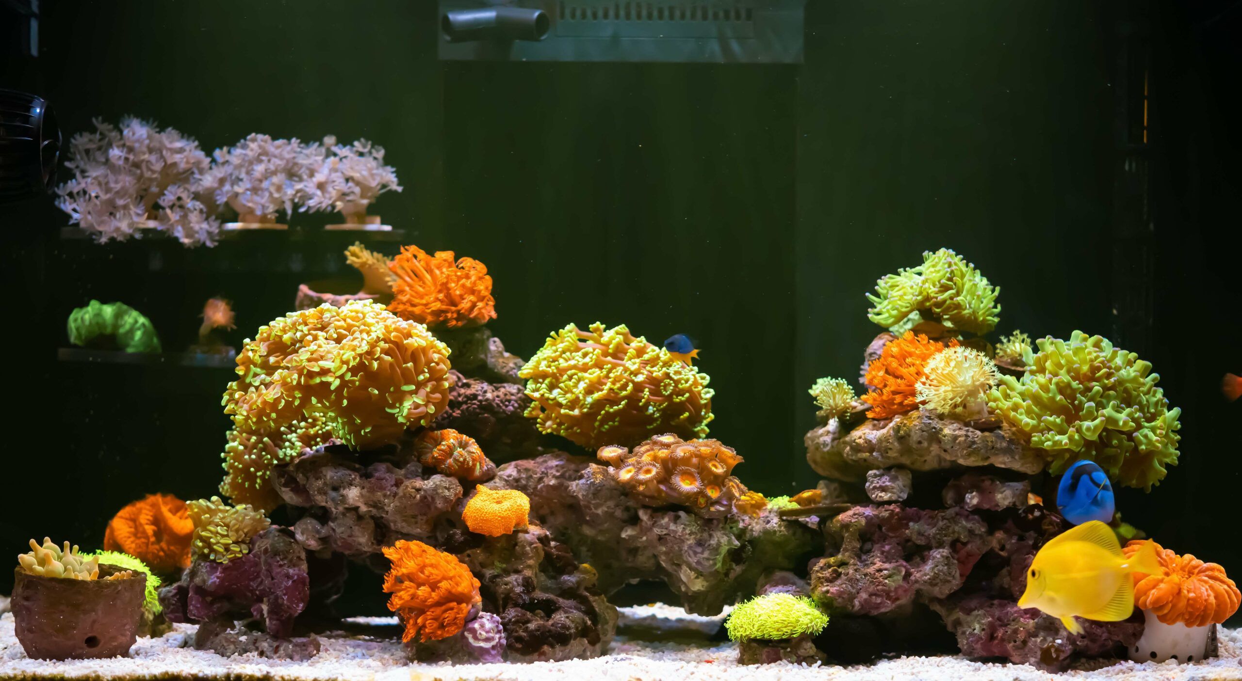 Décoration Flottante Pour Aquarium – Boule Réglable Pour Ajuster La Flottabilité – Indicateur De Courant D’Eau – Résine Sûre - 8