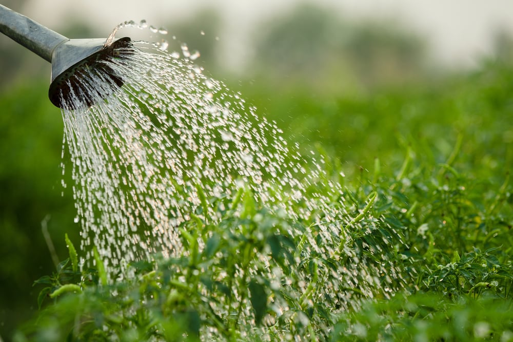 Diserbanti Naturali Ecologici: Guida Completa per un Giardino Sostenibile