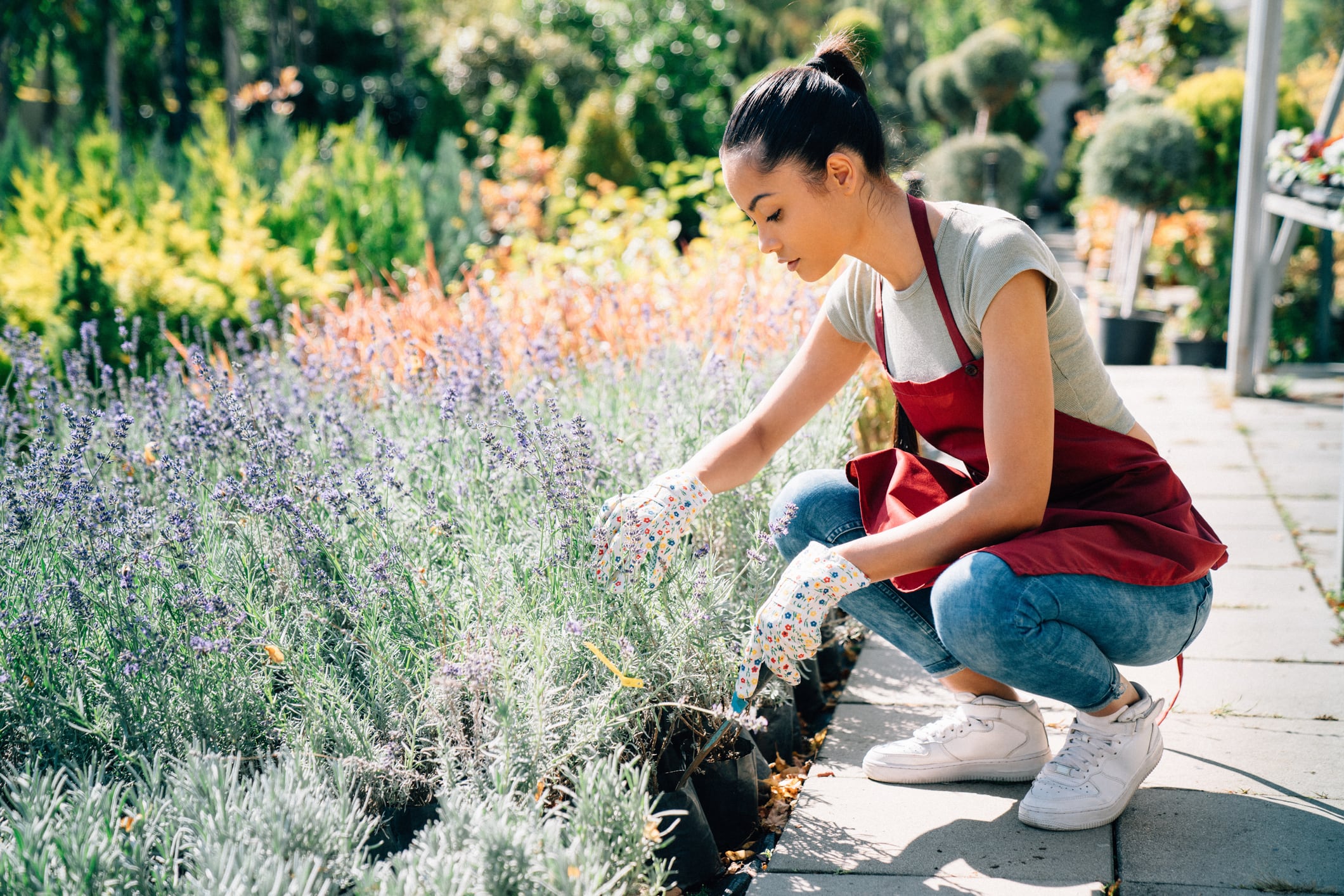 Ecco come coltivare la lavanda sia in piena terra che in vaso