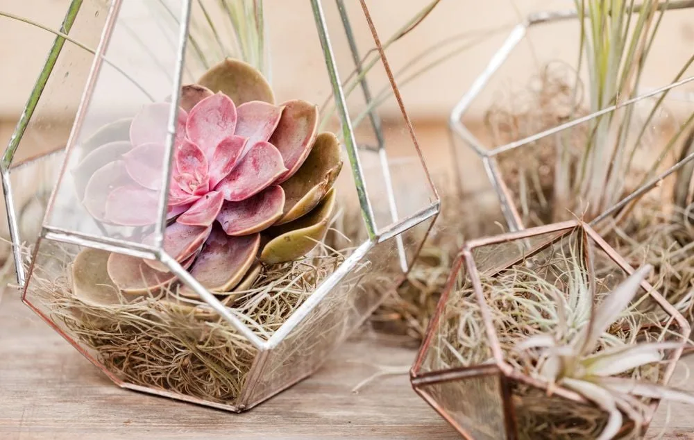 Pflanzen-Terrarium selber machen: So geht's