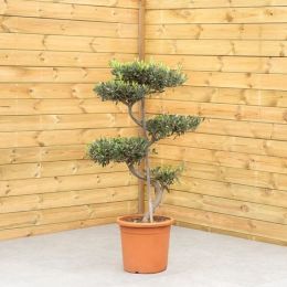 stechpalme png Weißbunte Stechpalme 'Argentea Marginata'