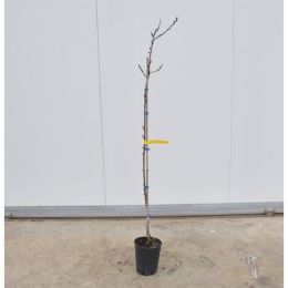 Obstbume schneiden: So geht's