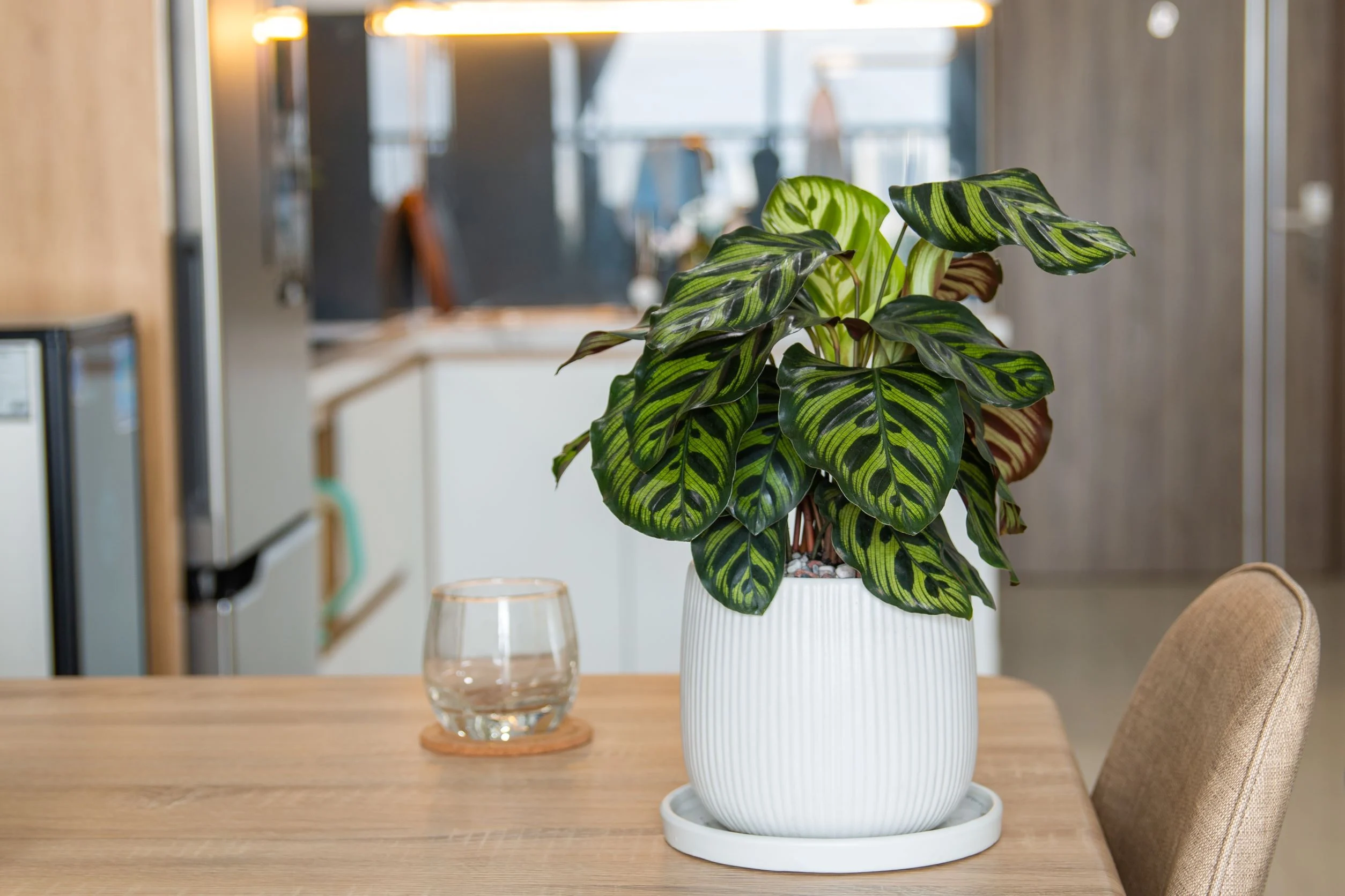 Come prendersi cura della Calathea
