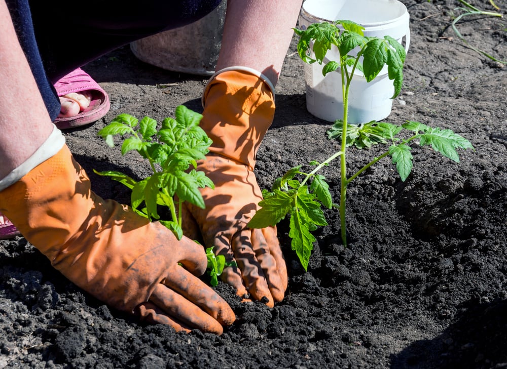 Comment planter les tomates