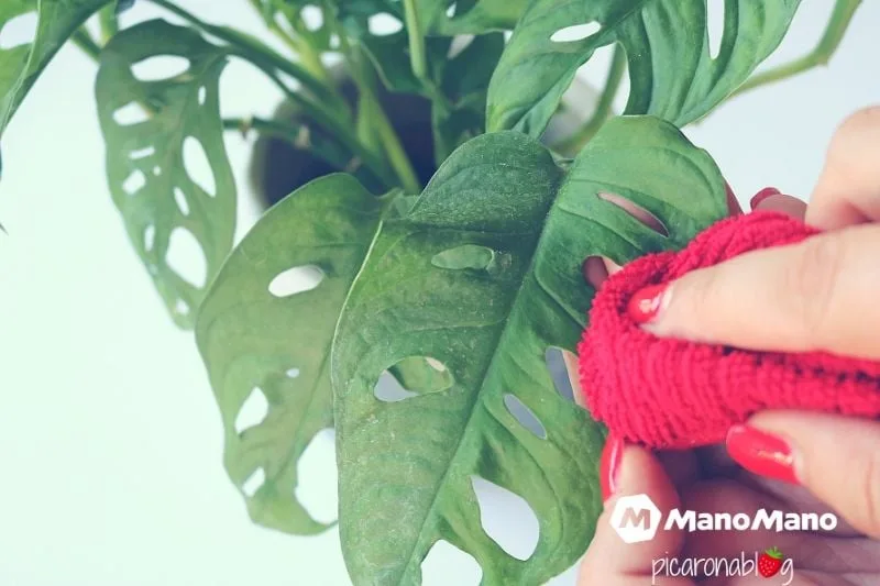 split leaves monstera Monstera main image 0