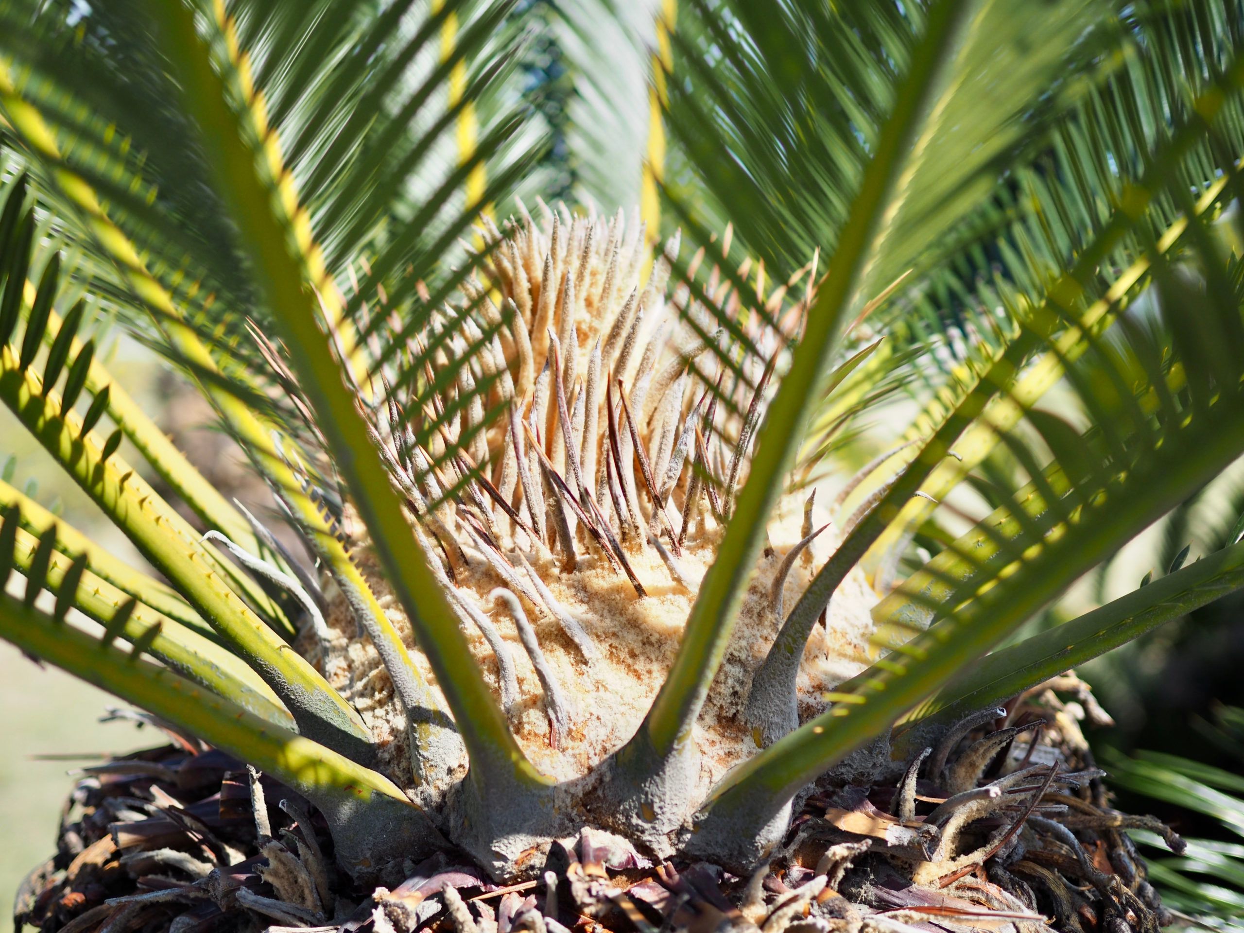 Japanischer Palmfarn: Alles, was Sie wissen mssen