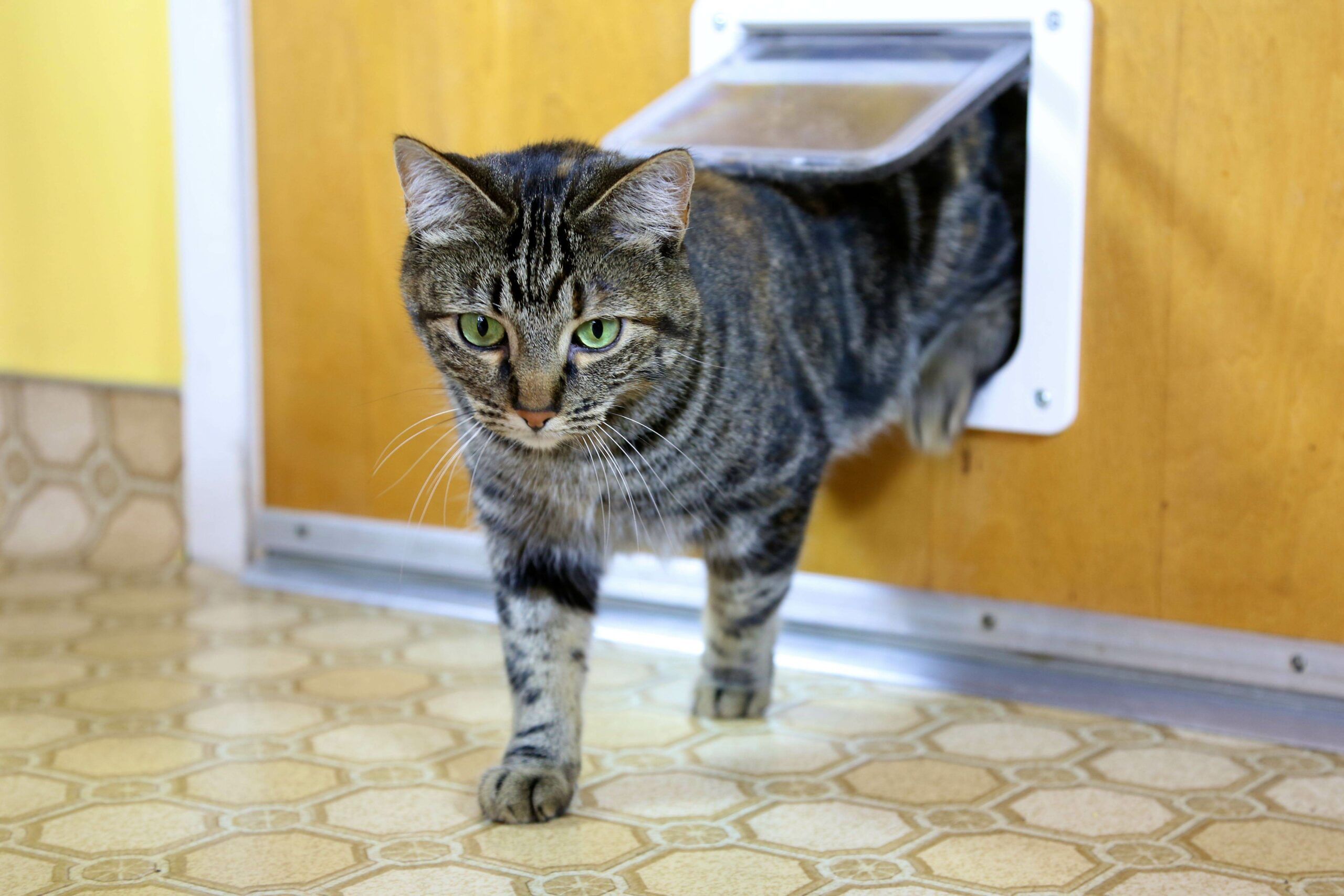 pueden los gatos usar puertas para perros