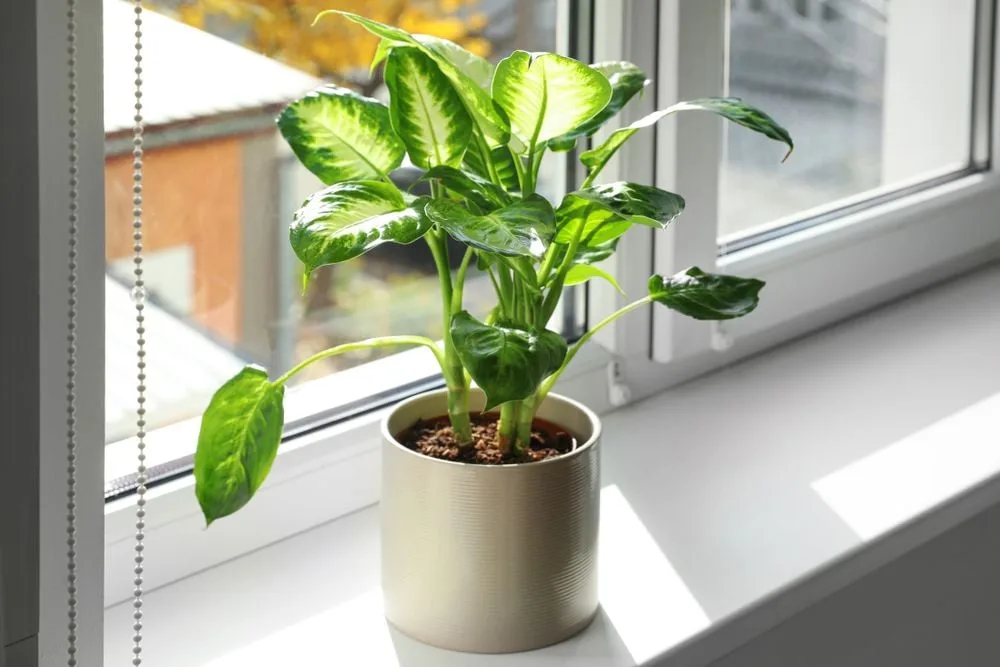 compo bio rosen langzeit dünger mit schafwolle COMPO BIO Rhododendron- und Hortensien Langzeit-Dünger mit Schafwolle  kaufen main image 0